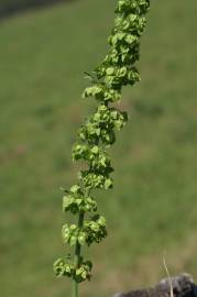 Fotografia da espécie Rumex crispus