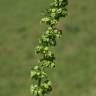 Fotografia 6 da espécie Rumex crispus do Jardim Botânico UTAD