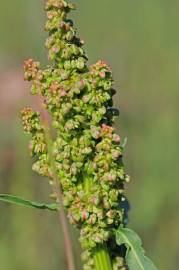 Fotografia da espécie Rumex crispus