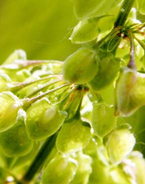 Fotografia 9 da espécie Rumex crispus no Jardim Botânico UTAD