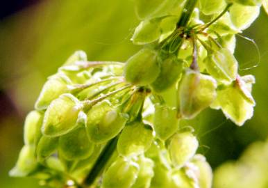 Fotografia da espécie Rumex crispus