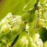 Fotografia 9 da espécie Rumex crispus do Jardim Botânico UTAD