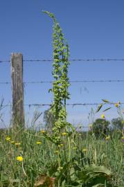 Fotografia da espécie Rumex crispus