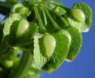 Fotografia da espécie Rumex crispus