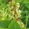 Fotografia 14 da espécie Rumex crispus do Jardim Botânico UTAD