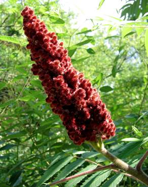 Fotografia 1 da espécie Rhus coriaria no Jardim Botânico UTAD