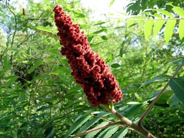 Fotografia da espécie Rhus coriaria