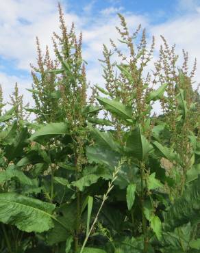 Fotografia 3 da espécie Rumex obtusifolius no Jardim Botânico UTAD