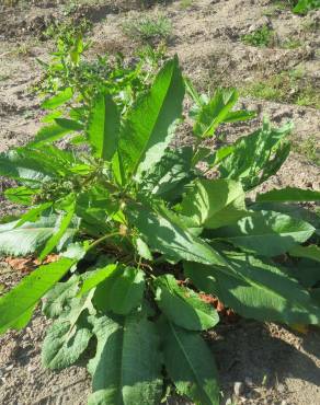 Fotografia 4 da espécie Rumex obtusifolius no Jardim Botânico UTAD