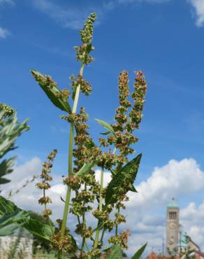 Fotografia 5 da espécie Rumex obtusifolius no Jardim Botânico UTAD