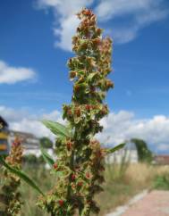 Rumex obtusifolius