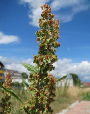 Fotografia 1 da espécie Rumex obtusifolius no Jardim Botânico UTAD