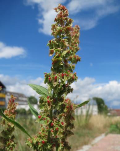 Fotografia de capa Rumex obtusifolius - do Jardim Botânico