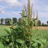 Fotografia 7 da espécie Rumex obtusifolius do Jardim Botânico UTAD