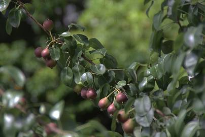 Fotografia da espécie Pyrus communis