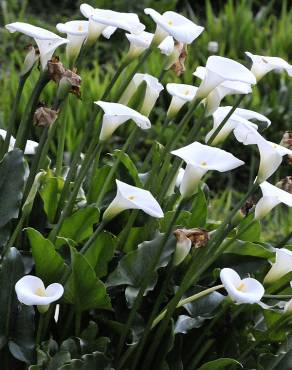 Fotografia 2 da espécie Zantedeschia aethiopica no Jardim Botânico UTAD