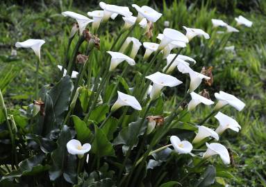 Fotografia da espécie Zantedeschia aethiopica