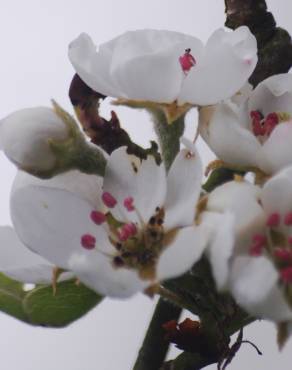 Fotografia 5 da espécie Pyrus communis no Jardim Botânico UTAD