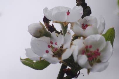 Fotografia da espécie Pyrus communis