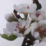 Fotografia 5 da espécie Pyrus communis do Jardim Botânico UTAD