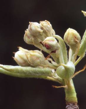 Fotografia 7 da espécie Pyrus communis no Jardim Botânico UTAD