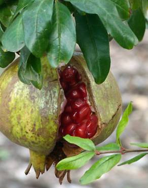 Fotografia 5 da espécie Punica granatum no Jardim Botânico UTAD