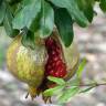 Fotografia 5 da espécie Punica granatum do Jardim Botânico UTAD