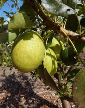 Fotografia 10 da espécie Pyrus communis no Jardim Botânico UTAD