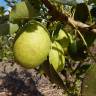 Fotografia 10 da espécie Pyrus communis do Jardim Botânico UTAD