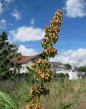 Fotografia 8 da espécie Rumex obtusifolius no Jardim Botânico UTAD