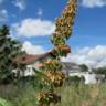 Fotografia 8 da espécie Rumex obtusifolius do Jardim Botânico UTAD