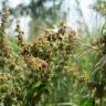 Fotografia 9 da espécie Rumex obtusifolius do Jardim Botânico UTAD