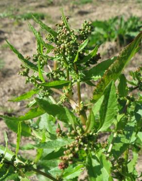 Fotografia 10 da espécie Rumex obtusifolius no Jardim Botânico UTAD