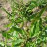 Fotografia 10 da espécie Rumex obtusifolius do Jardim Botânico UTAD