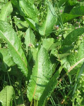 Fotografia 12 da espécie Rumex obtusifolius no Jardim Botânico UTAD