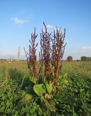 Fotografia 13 da espécie Rumex obtusifolius no Jardim Botânico UTAD