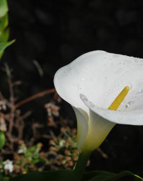 Fotografia 3 da espécie Zantedeschia aethiopica no Jardim Botânico UTAD