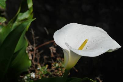 Fotografia da espécie Zantedeschia aethiopica