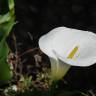 Fotografia 3 da espécie Zantedeschia aethiopica do Jardim Botânico UTAD