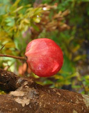 Fotografia 6 da espécie Punica granatum no Jardim Botânico UTAD