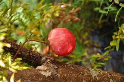 Fotografia da espécie Punica granatum