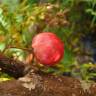 Fotografia 6 da espécie Punica granatum do Jardim Botânico UTAD