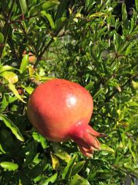 Fotografia da espécie Punica granatum