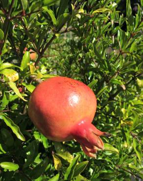 Fotografia 7 da espécie Punica granatum no Jardim Botânico UTAD