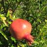 Fotografia 7 da espécie Punica granatum do Jardim Botânico UTAD