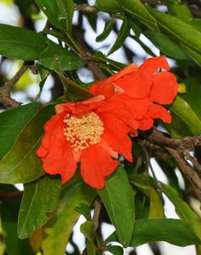 Fotografia 8 da espécie Punica granatum no Jardim Botânico UTAD