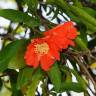 Fotografia 8 da espécie Punica granatum do Jardim Botânico UTAD