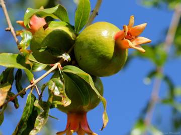 Fotografia da espécie Punica granatum