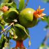 Fotografia 10 da espécie Punica granatum do Jardim Botânico UTAD