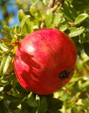 Fotografia 1 da espécie Punica granatum no Jardim Botânico UTAD